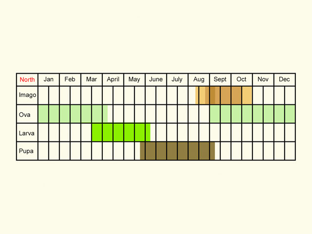  Life stages table Copyright Martin Evans 