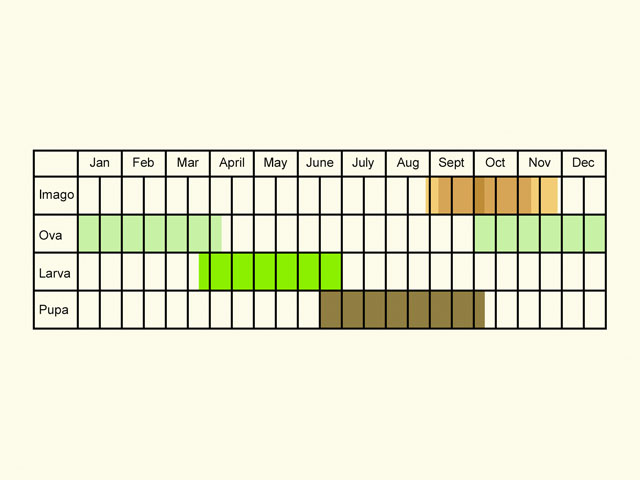  Life stages table Copyright Martin Evans 
