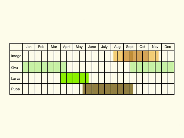  Life stages table Copyright Martin Evans 