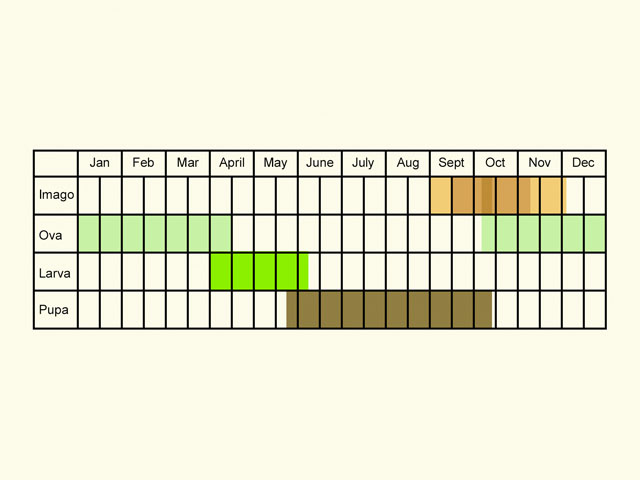  Life stages table Copyright Martin Evans 