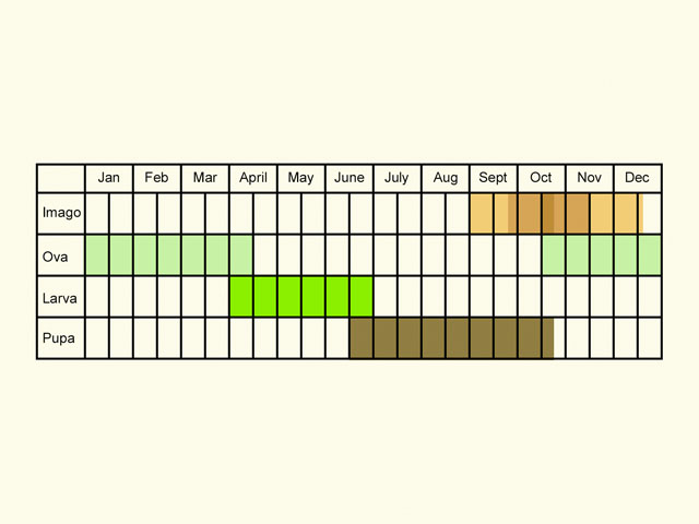  Life stages table Copyright Martin Evans 