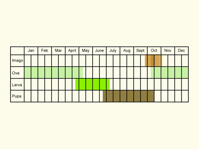  Life stages table Copyright Martin Evans 