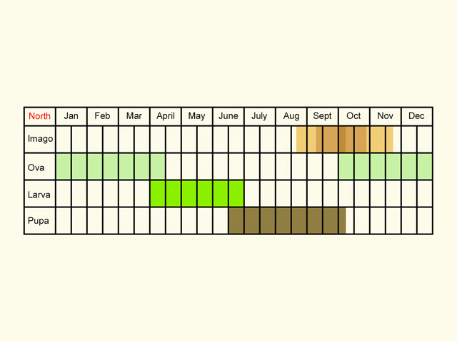 Life stages table Copyright Martin Evans 