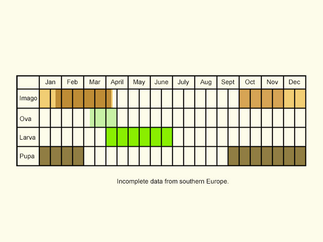  Life stages table Copyright Martin Evans 