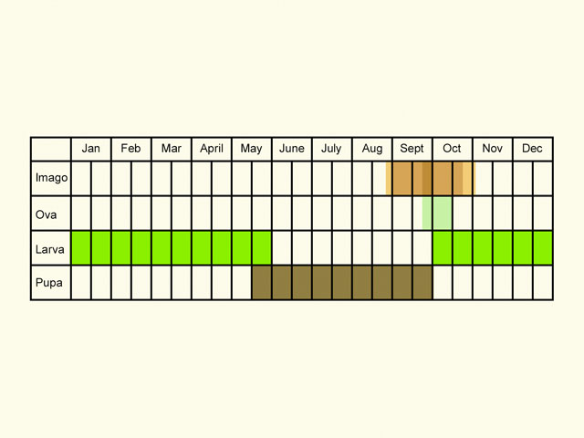  Life stages table Copyright Martin Evans 