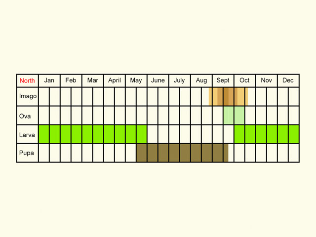  Life stages table Copyright Martin Evans 