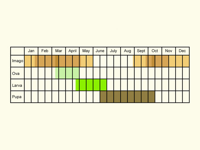  Life stages table Copyright Martin Evans 