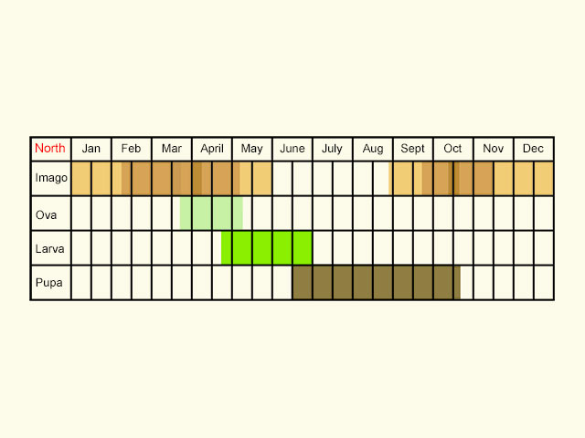 Life stages table Copyright Martin Evans 