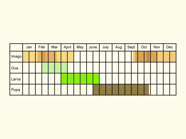  Life stages table Copyright Martin Evans 