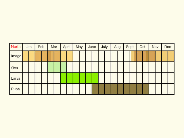  Life stages table Copyright Martin Evans 