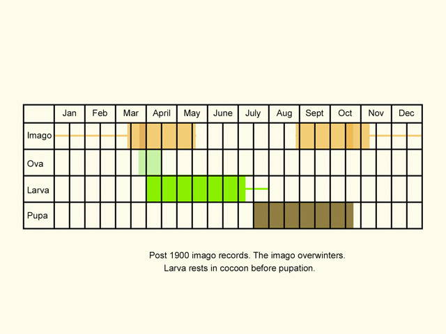  Life stages table Copyright Martin Evans 