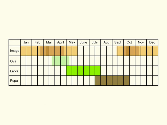  Life stages table Copyright Martin Evans 