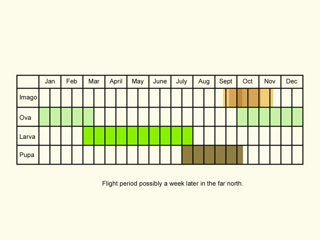  Life stages table Copyright Martin Evans 