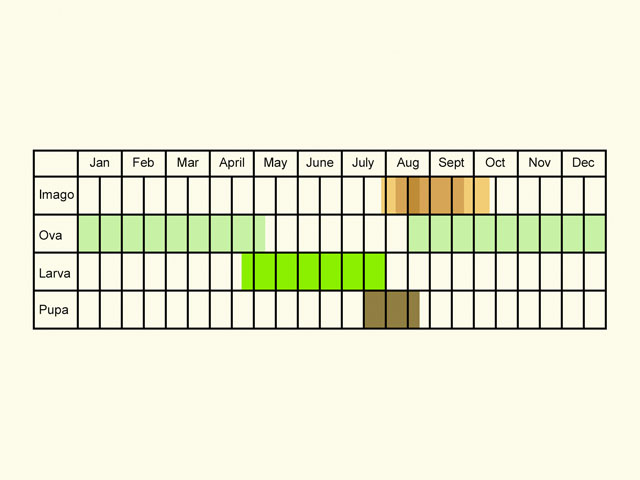  Life stages table Copyright Martin Evans 
