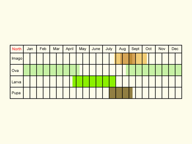  Life stages table Copyright Martin Evans 