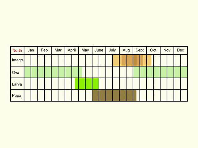  Life stages table Copyright Martin Evans 