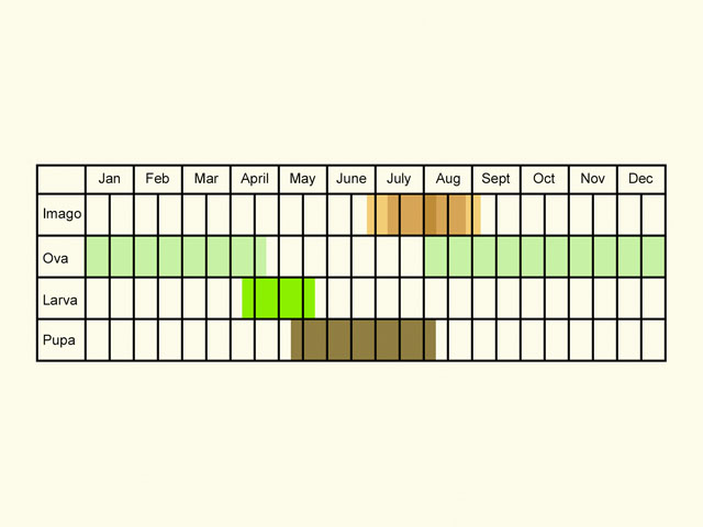  Life stages table Copyright Martin Evans 