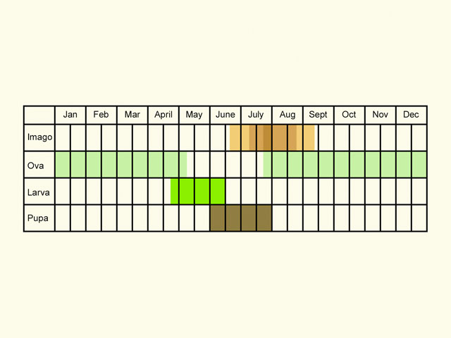  Life stages table Copyright Martin Evans 