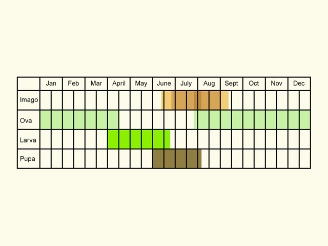  Life stages table Copyright Martin Evans 
