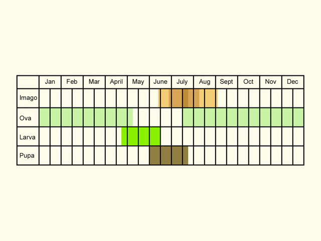  Life stages table Copyright Martin Evans 
