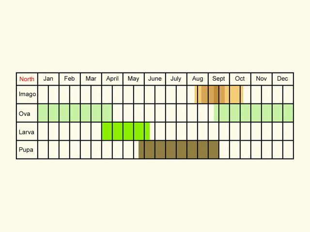  Life stages table Copyright Martin Evans 