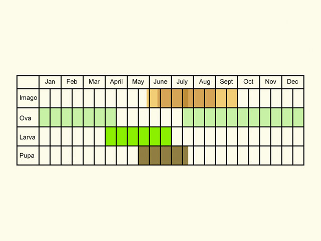  Life stages table Copyright Martin Evans 