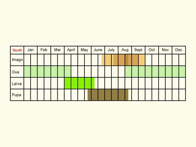  Life stages table Copyright Martin Evans 