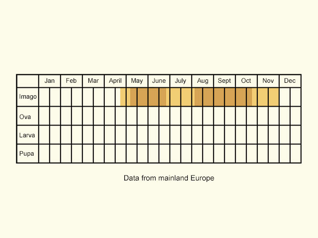  Life stages table Copyright Martin Evans 