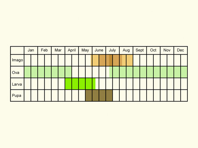  Life stages table Copyright Martin Evans 