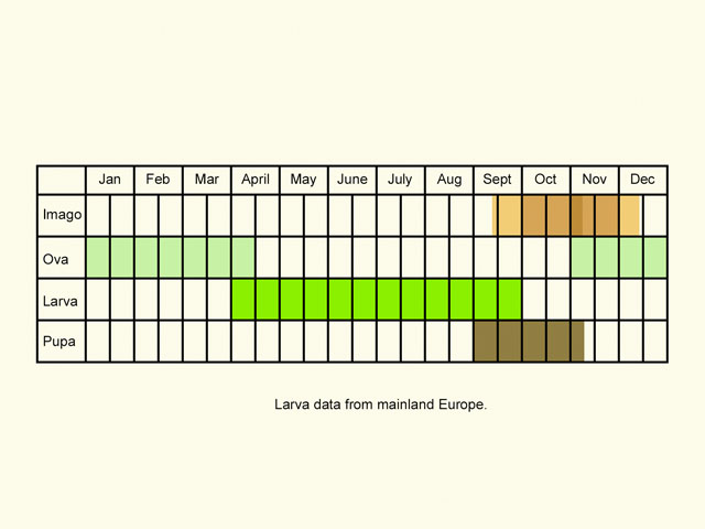  Life stages table Copyright Martin Evans 
