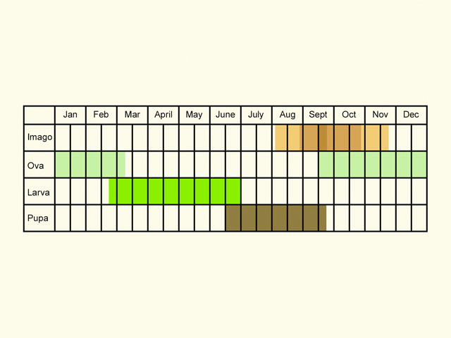  Life stages table Copyright Martin Evans 