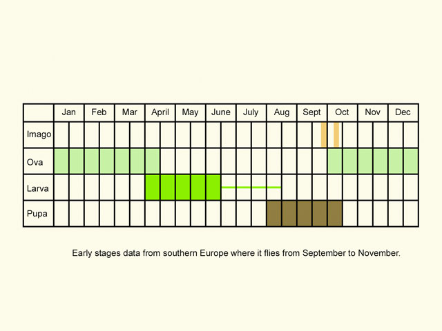  Life stages table Copyright Martin Evans 