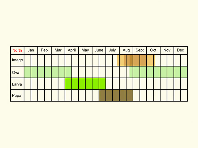  Life stages table Copyright Martin Evans 