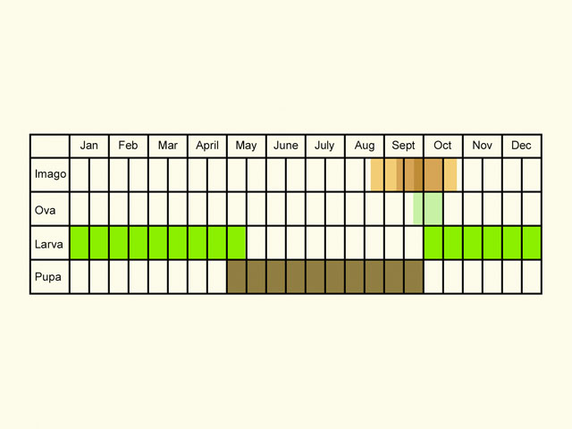  Life stages table Copyright Martin Evans 