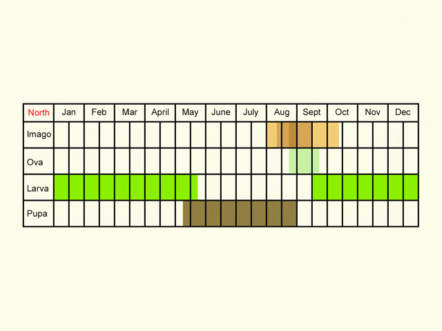  Life stages table Copyright Martin Evans 