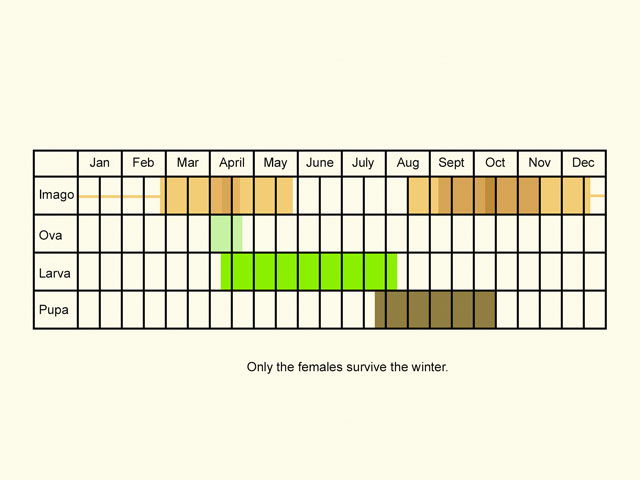  Life stages table Copyright Martin Evans 