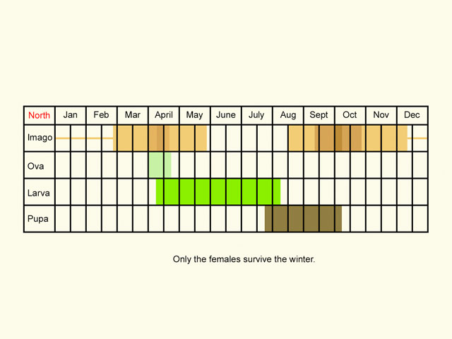  Life stages table Copyright Martin Evans 