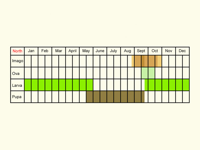  Life stages table Copyright Martin Evans 