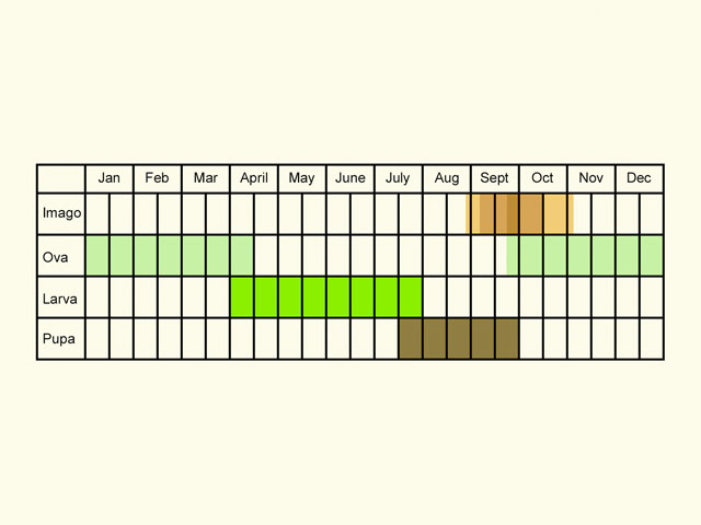 Life stages table Copyright Martin Evans 