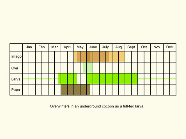  Life stages table Copyright Martin Evans 