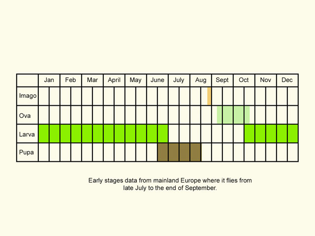  Life stages table Copyright Martin Evans 
