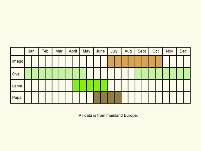  Life stages table Copyright Martin Evans 