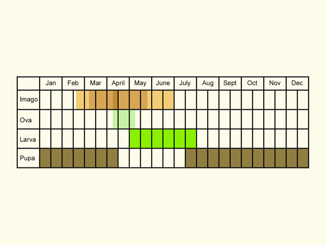  Life stages table Copyright Martin Evans 