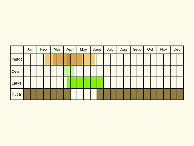  Life stages table Copyright Martin Evans 