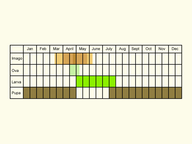  Life stages table Copyright Martin Evans 