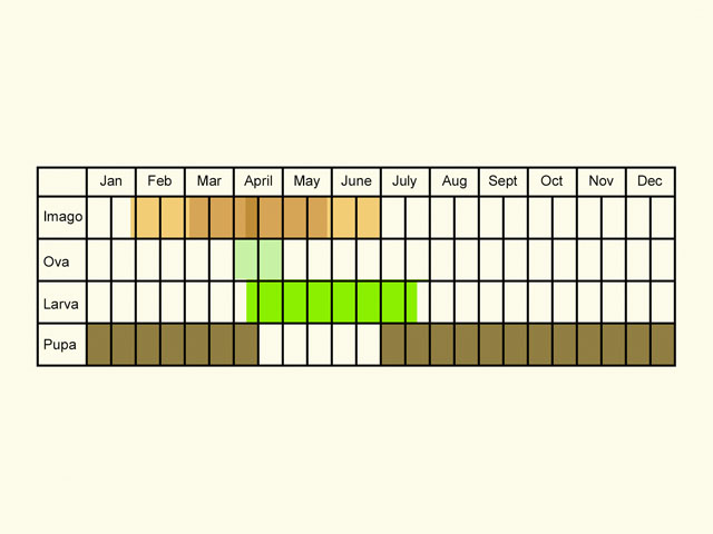  Life stages table Copyright Martin Evans 