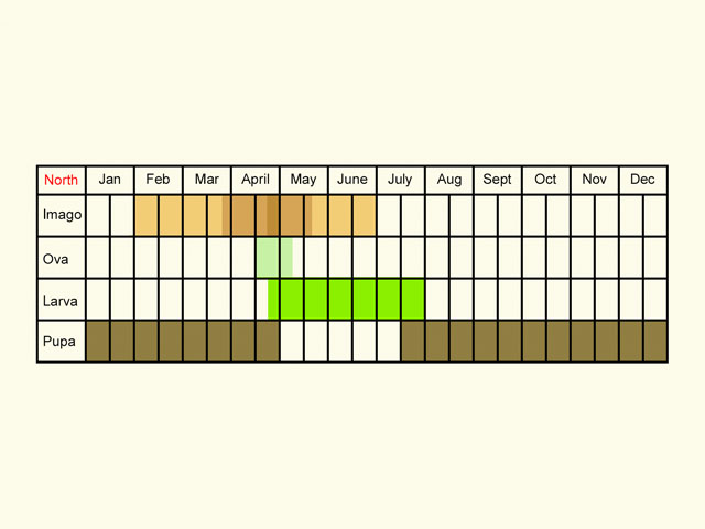  Life stages table Copyright Martin Evans 