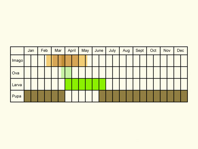  Life stages table Copyright Martin Evans 