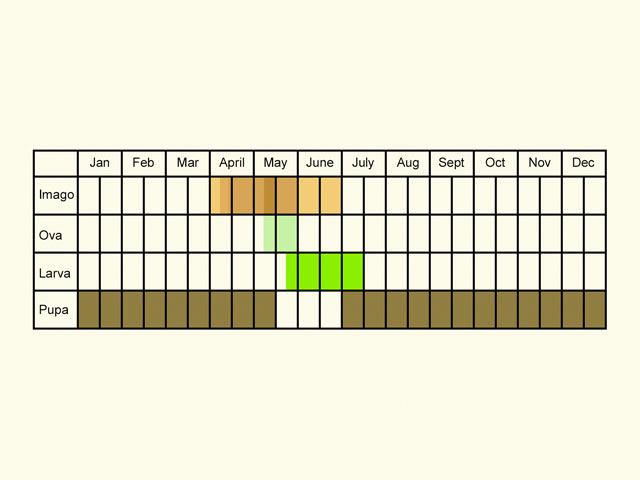  Life stages table Copyright Martin Evans 