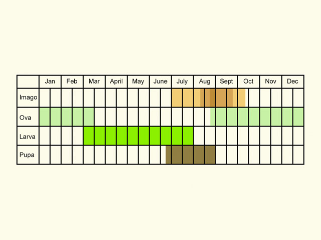  Life stages table Copyright Martin Evans 